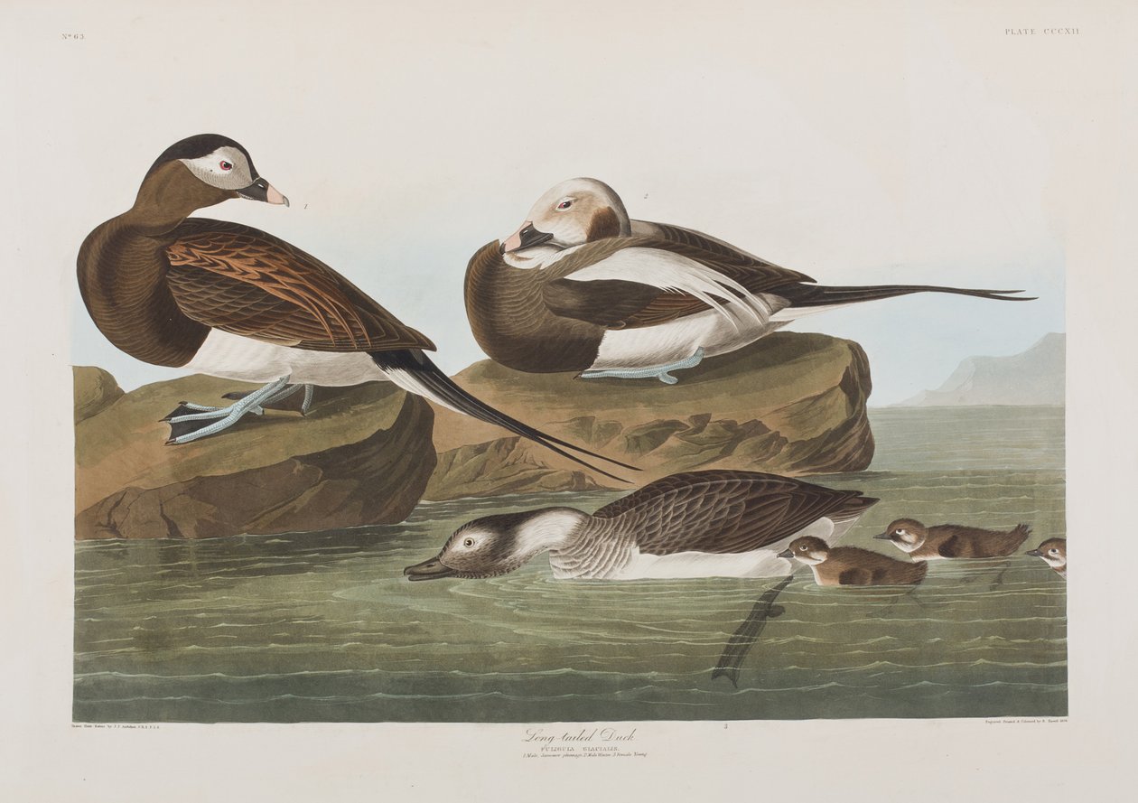 Illustrasjon fra 'Birds of America' av John James Audubon