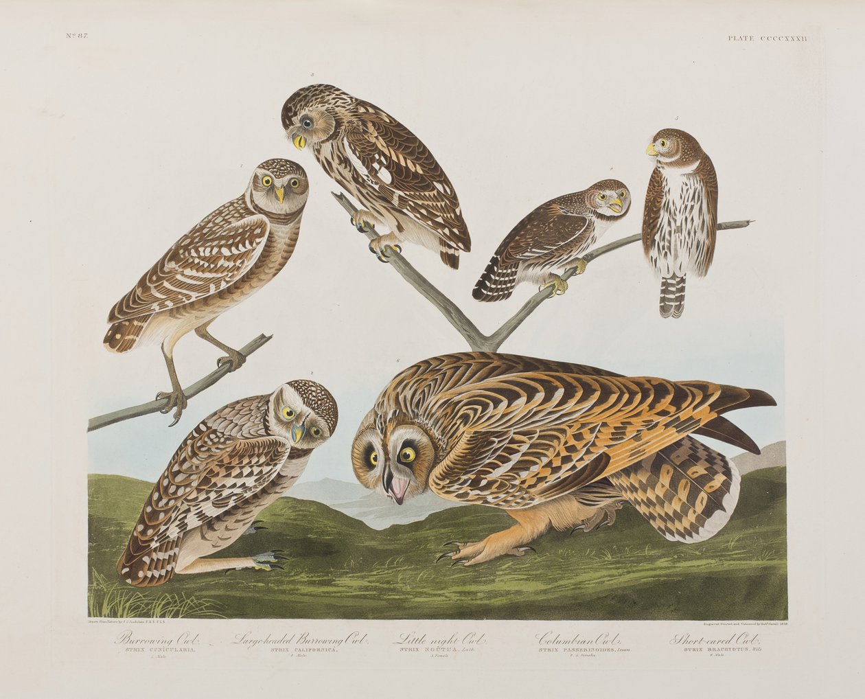 Illustrasjon fra 'Birds of America' av John James Audubon