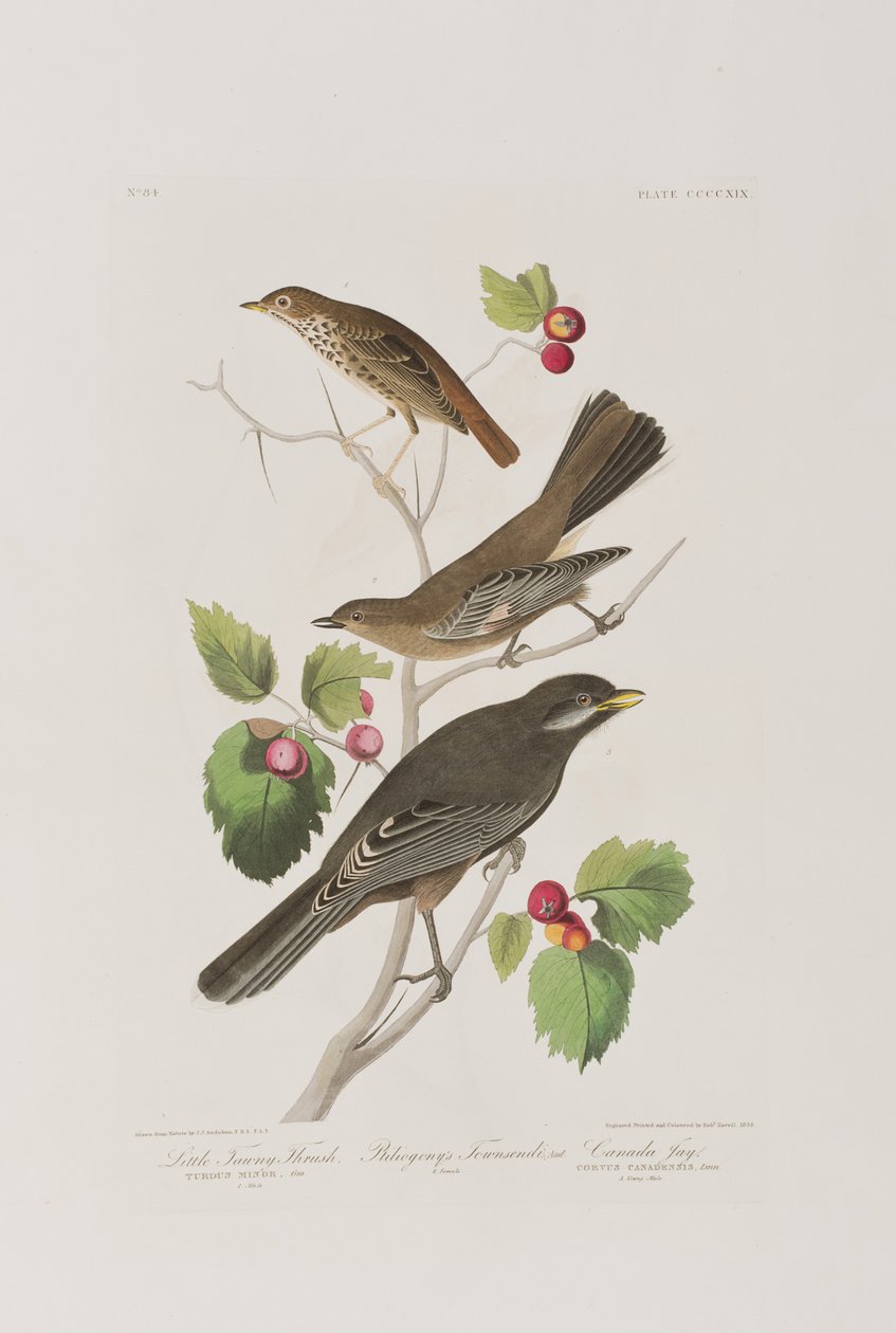 Illustrasjon fra 'Birds of America' av John James Audubon