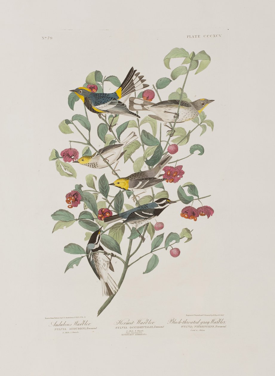 Illustrasjon fra 'Birds of America' av John James Audubon