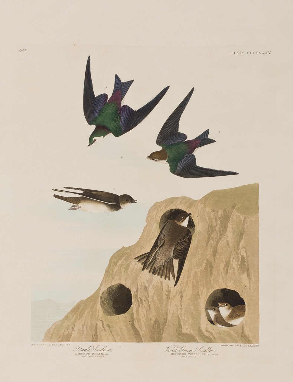 Illustrasjon fra 'Birds of America' av John James Audubon