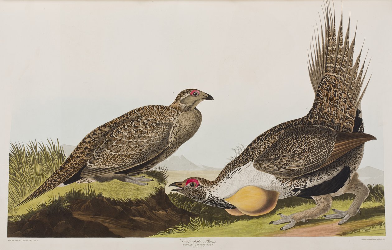 Illustrasjon fra 'Birds of America' av John James Audubon