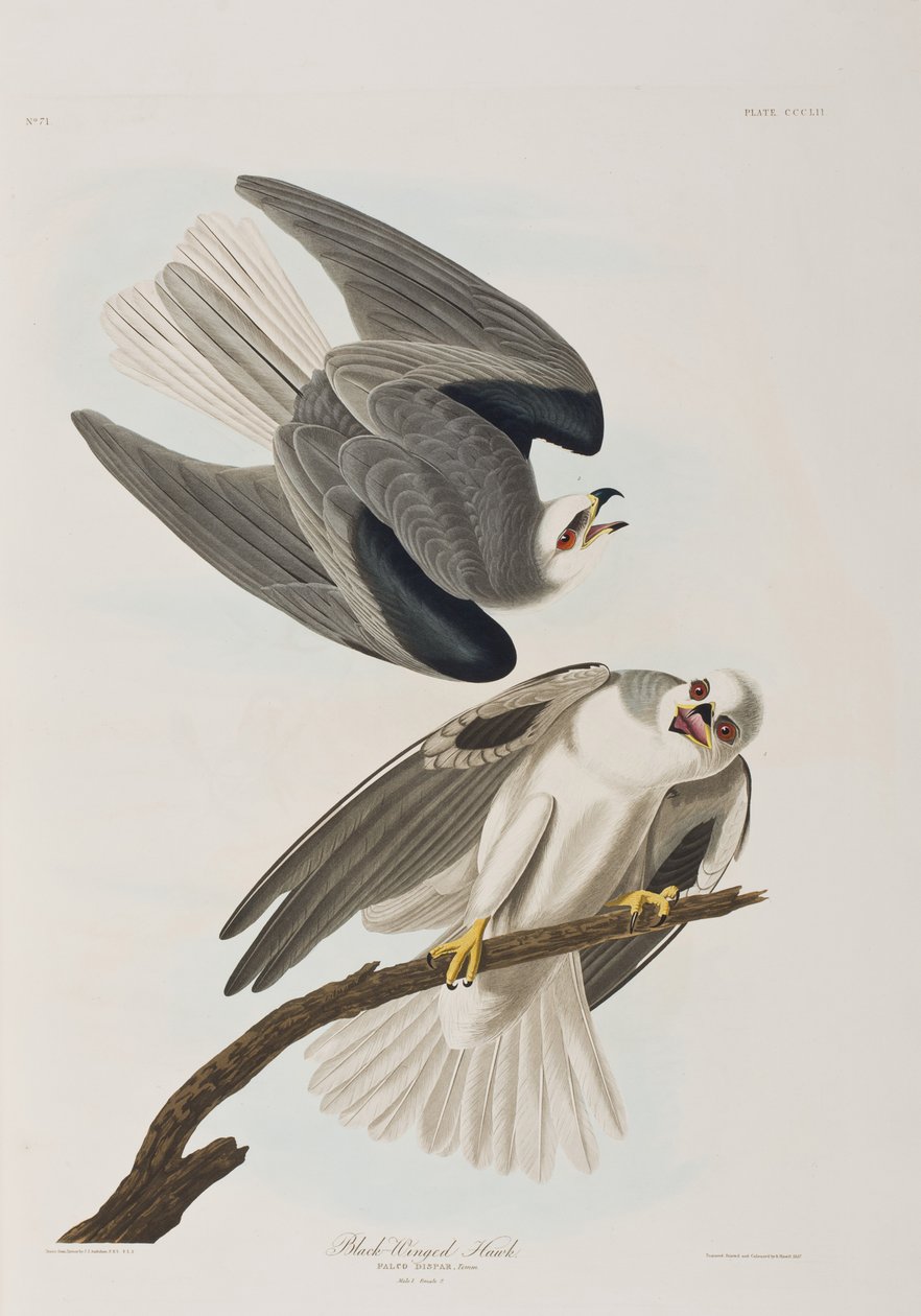 Illustrasjon fra 'Birds of America' av John James Audubon
