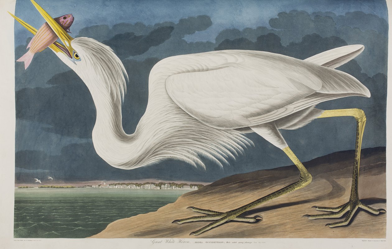 Illustrasjon fra 'Birds of America' av John James Audubon
