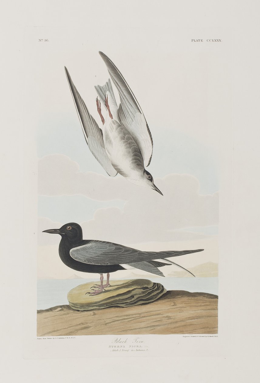 Illustrasjon fra 'Birds of America' av John James Audubon