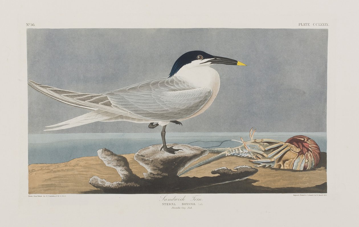 Illustrasjon fra 'Birds of America' av John James Audubon