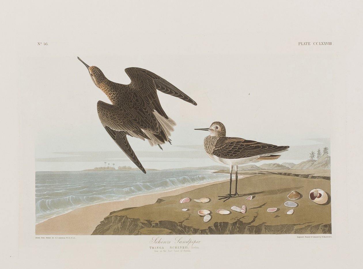 Illustrasjon fra 'Birds of America' av John James Audubon