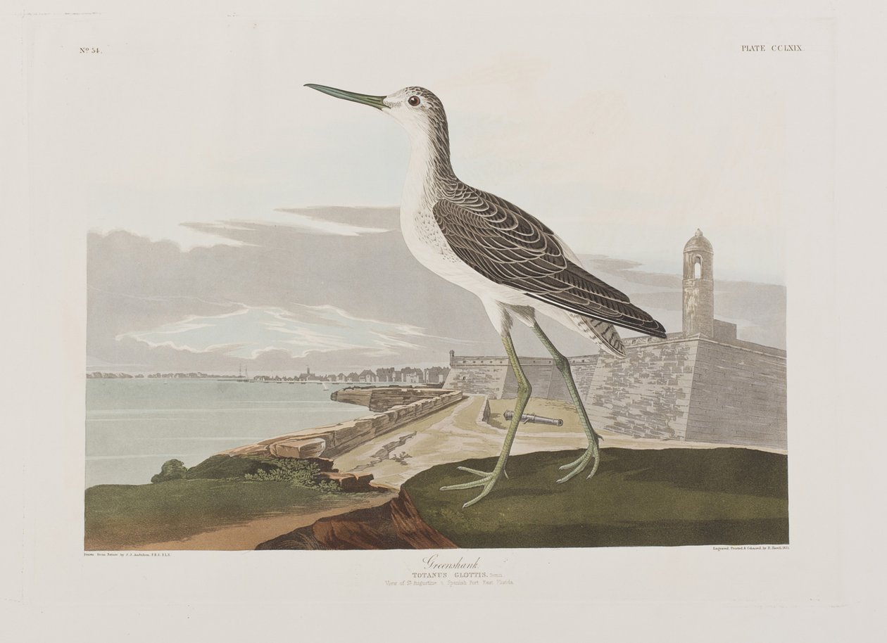 Illustrasjon fra 'Birds of America' av John James Audubon