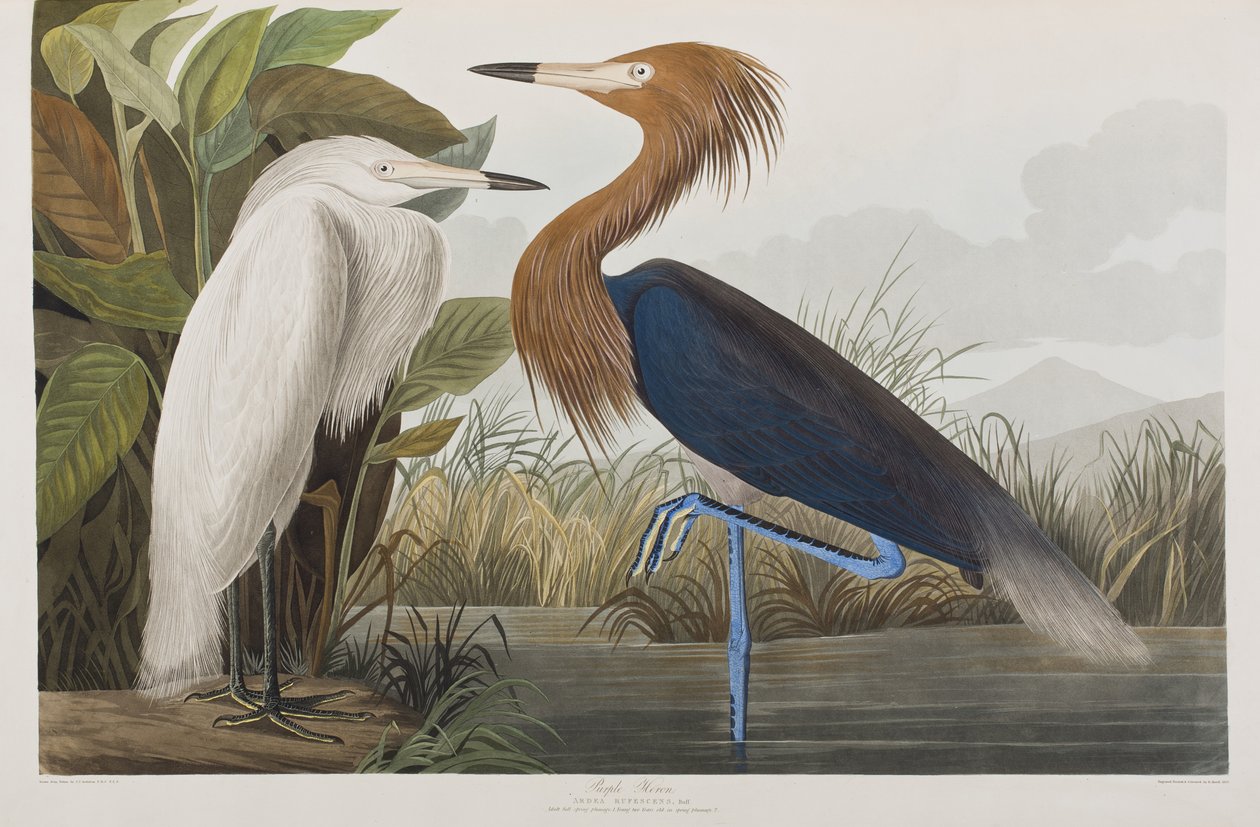 Illustrasjon fra 'Birds of America' av John James Audubon