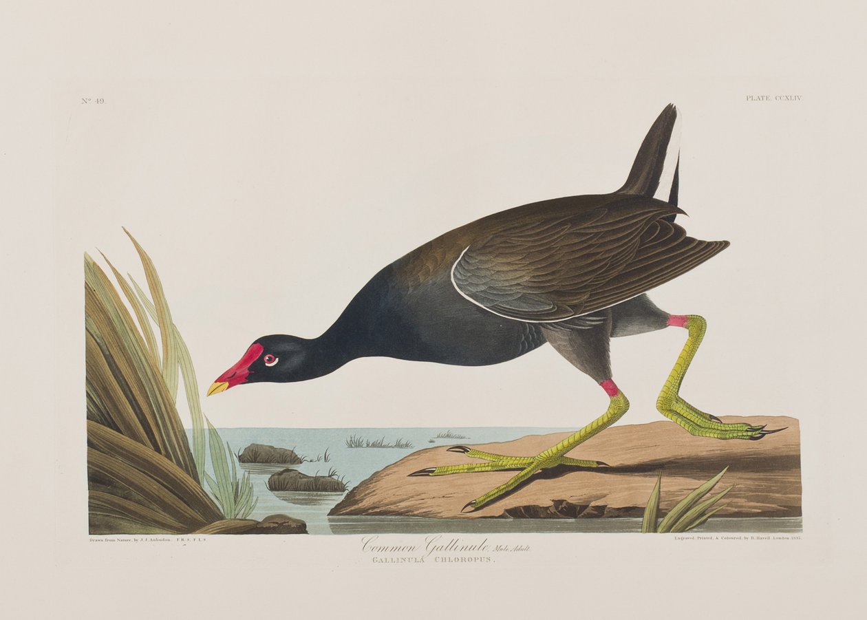 Illustrasjon fra 'Birds of America' av John James Audubon