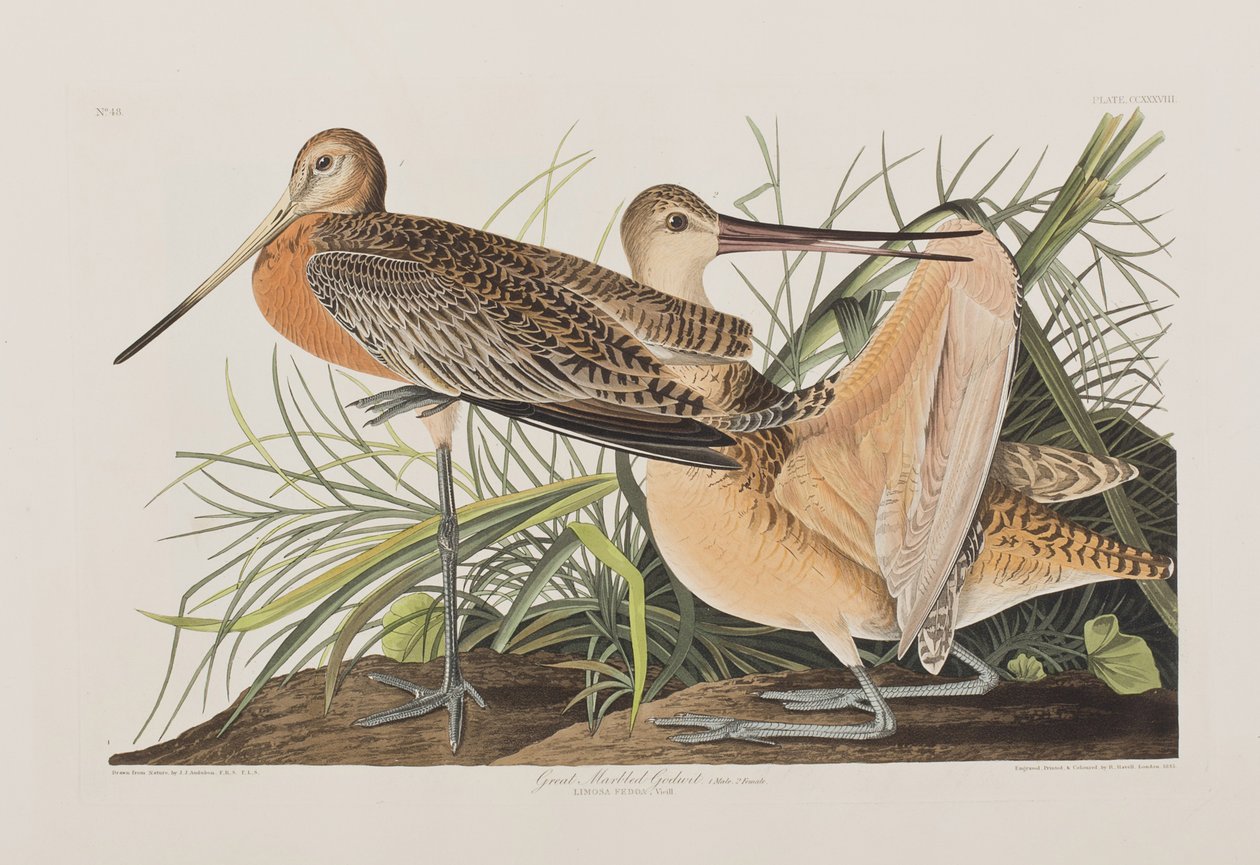 Illustrasjon fra 'Birds of America' av John James Audubon