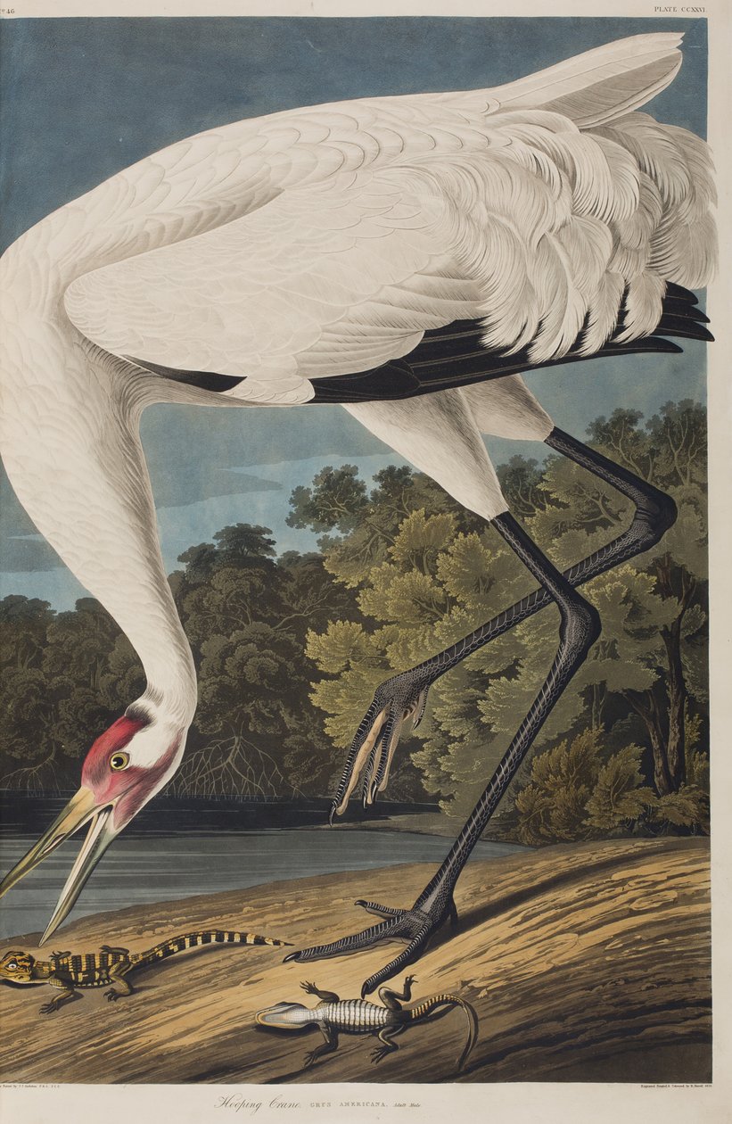 Illustrasjon fra 'Birds of America' av John James Audubon