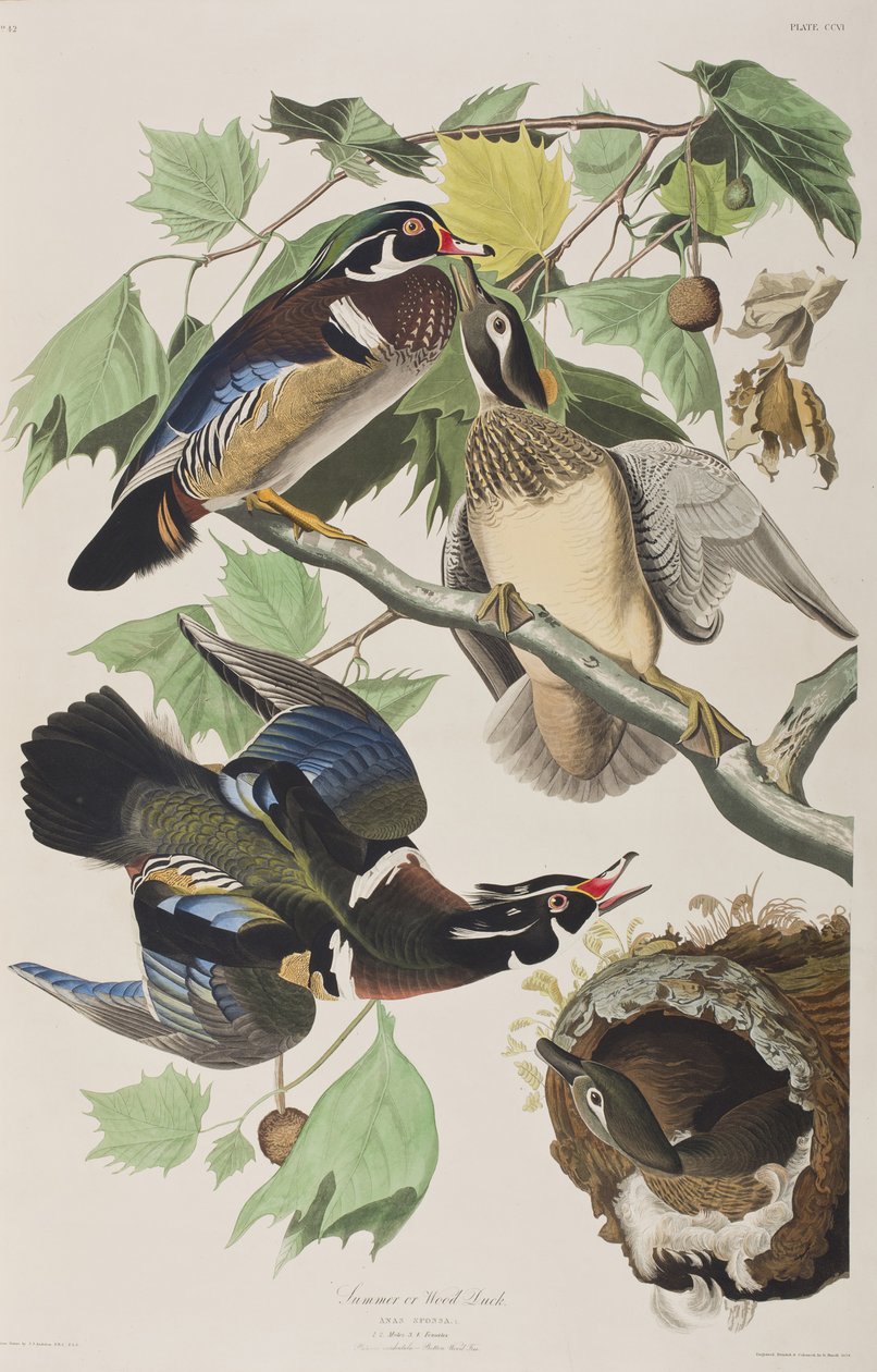 Illustrasjon fra 'Birds of America' av John James Audubon