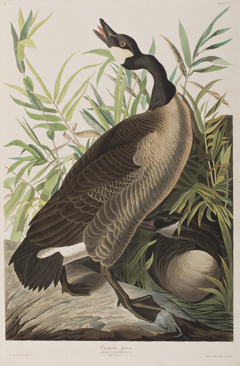 Illustrasjon fra 'Birds of America' av John James Audubon