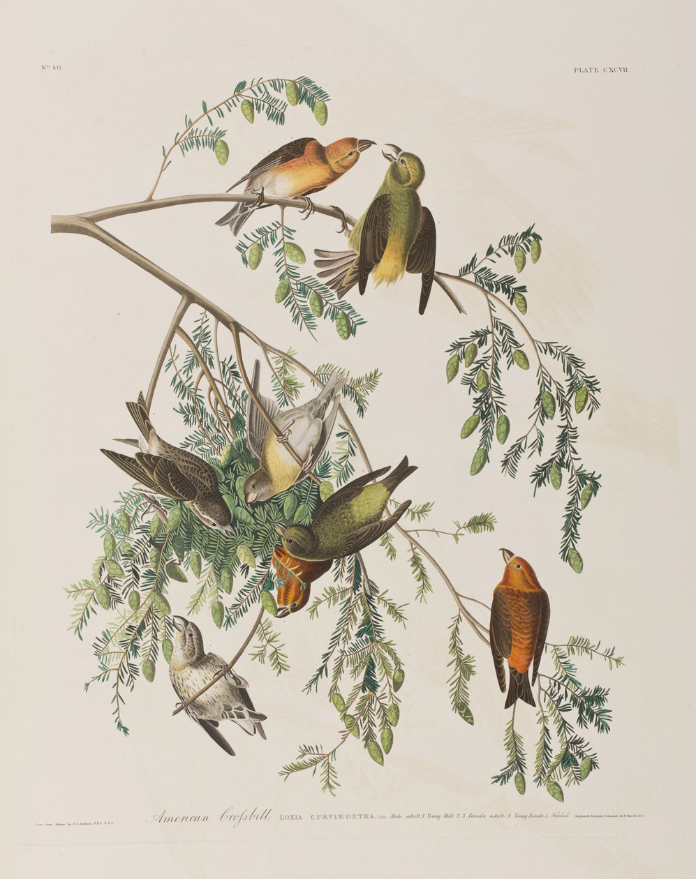Illustrasjon fra 'Birds of America' av John James Audubon