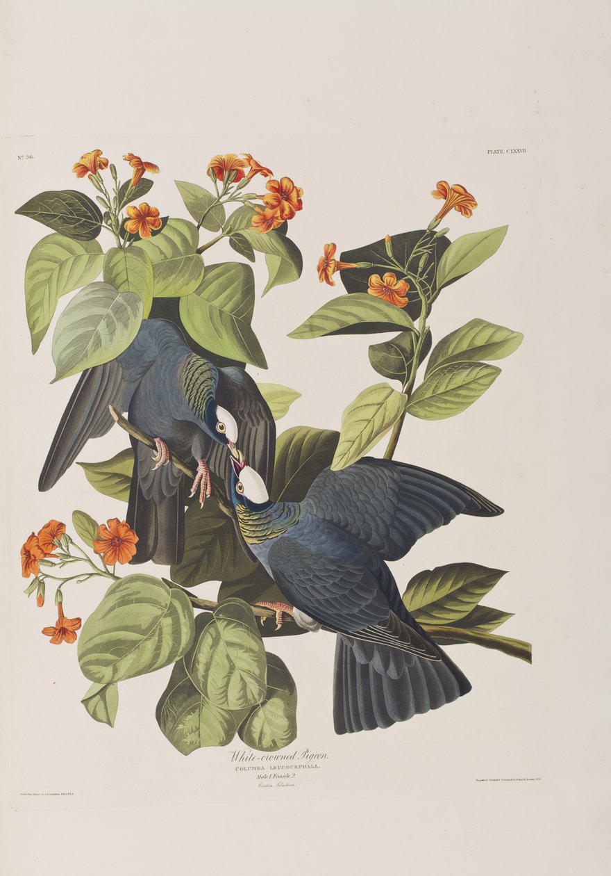 Illustrasjon fra 'Birds of America' av John James Audubon