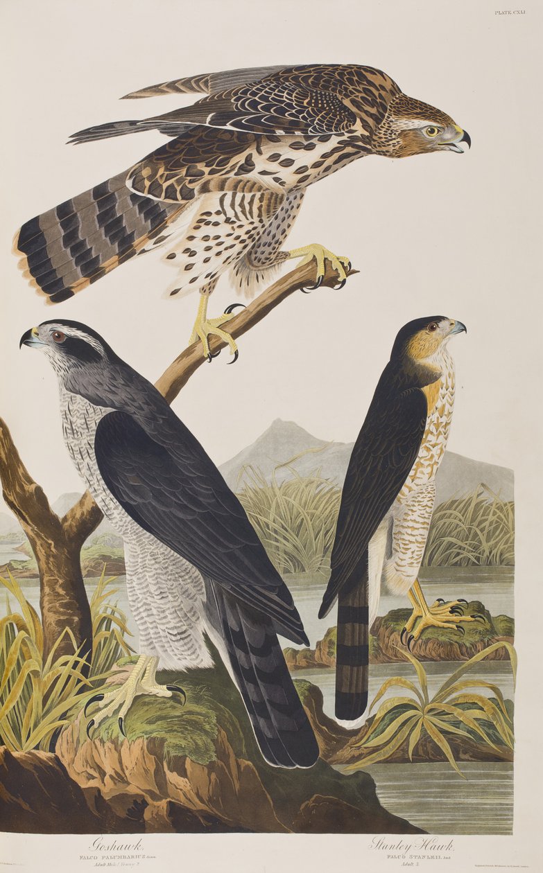 Illustrasjon fra 'Birds of America' av John James Audubon