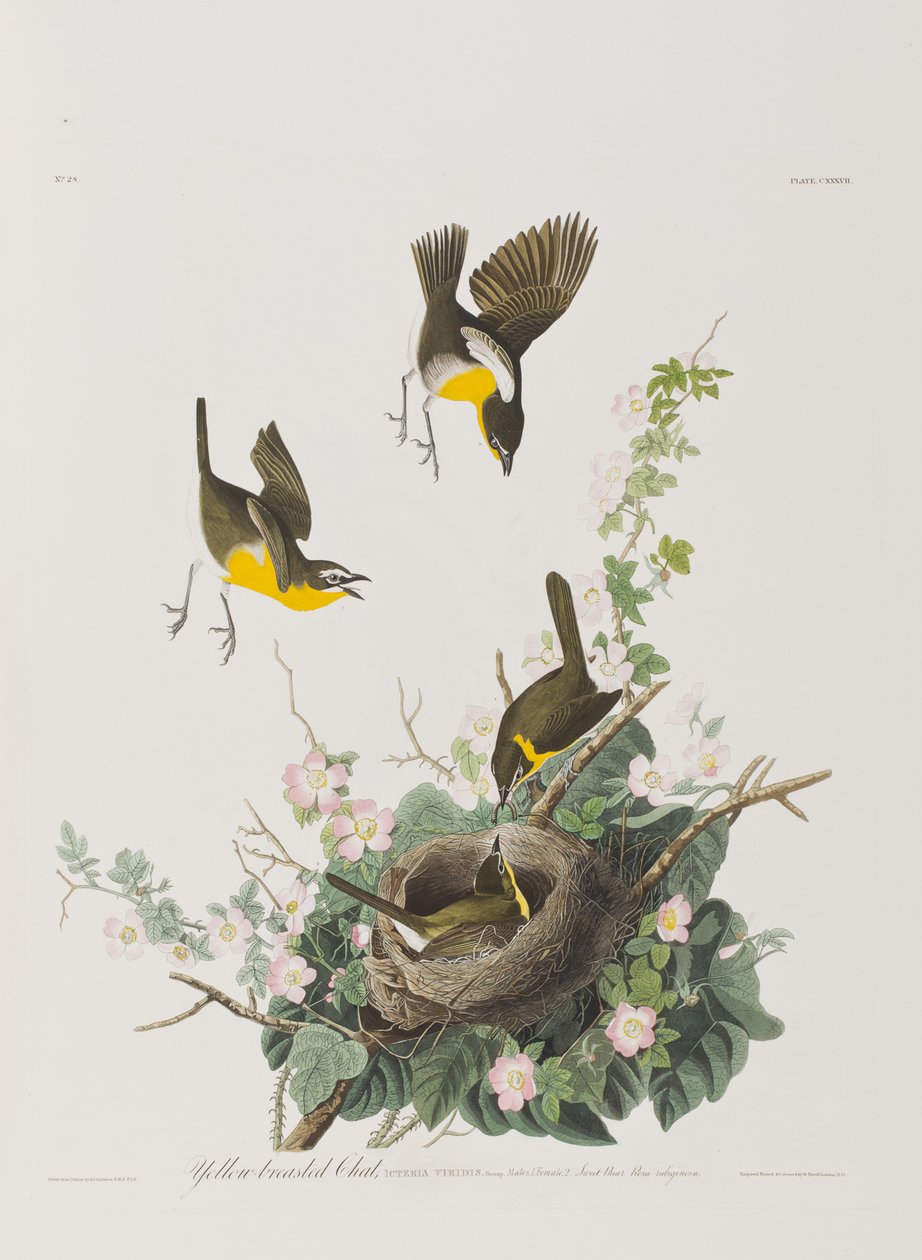 Illustrasjon fra 'Birds of America' av John James Audubon