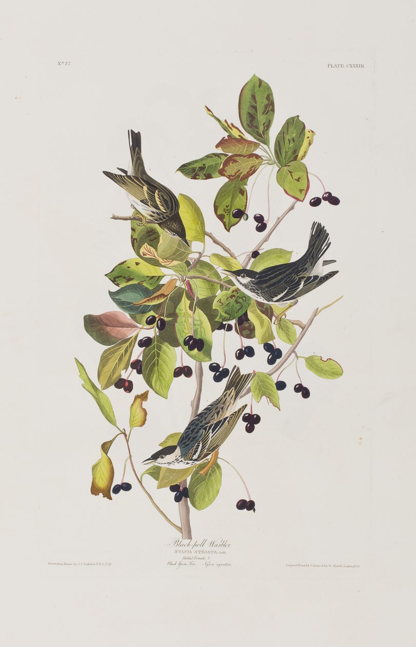 Illustrasjon fra 'Birds of America' av John James Audubon