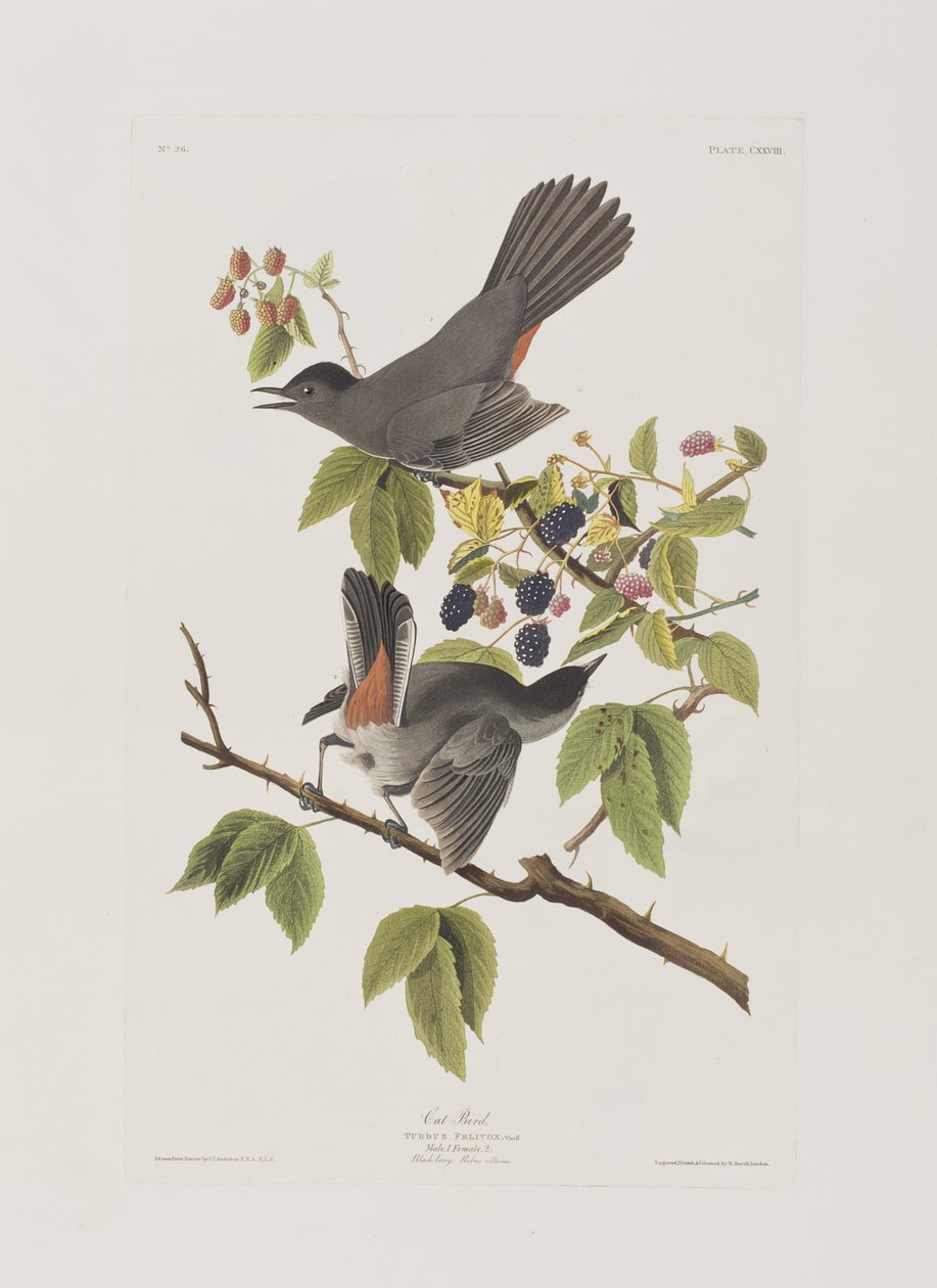 Illustrasjon fra 'Birds of America' av John James Audubon