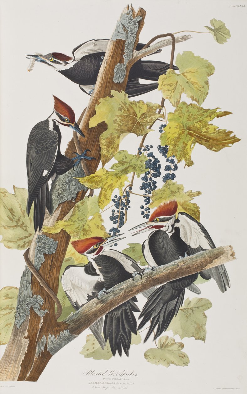 Illustrasjon fra 'Birds of America' av John James Audubon
