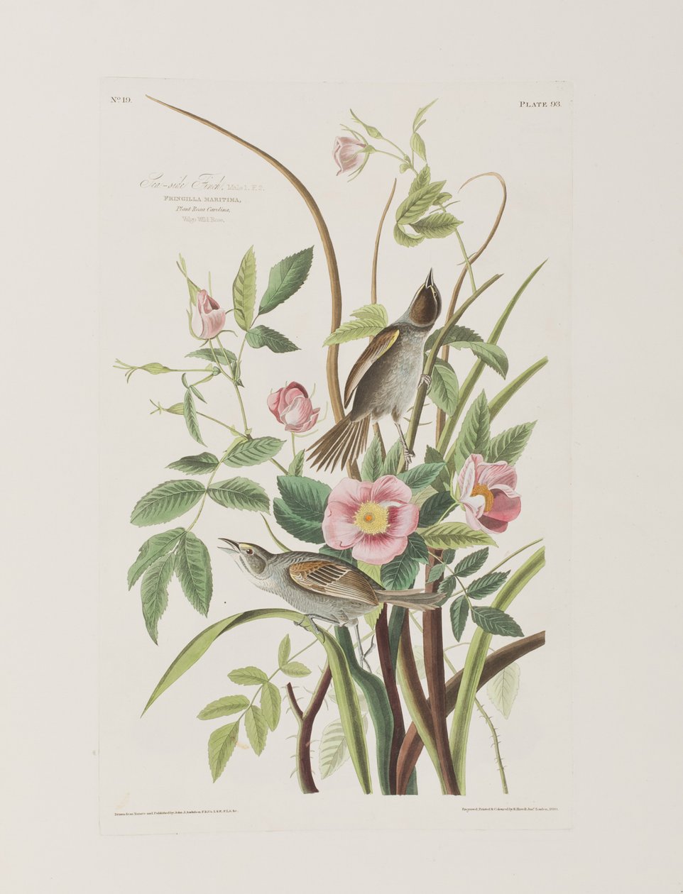 Illustrasjon fra 'Birds of America' av John James Audubon