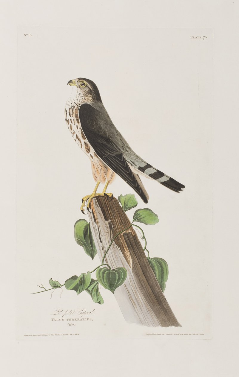 Illustrasjon fra 'Birds of America' av John James Audubon