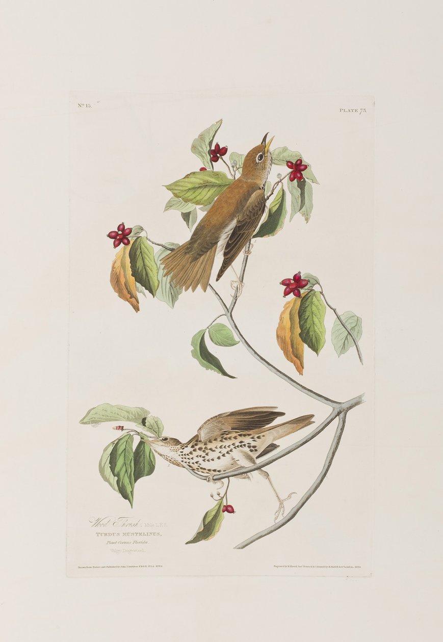 Illustrasjon fra 'Birds of America' av John James Audubon