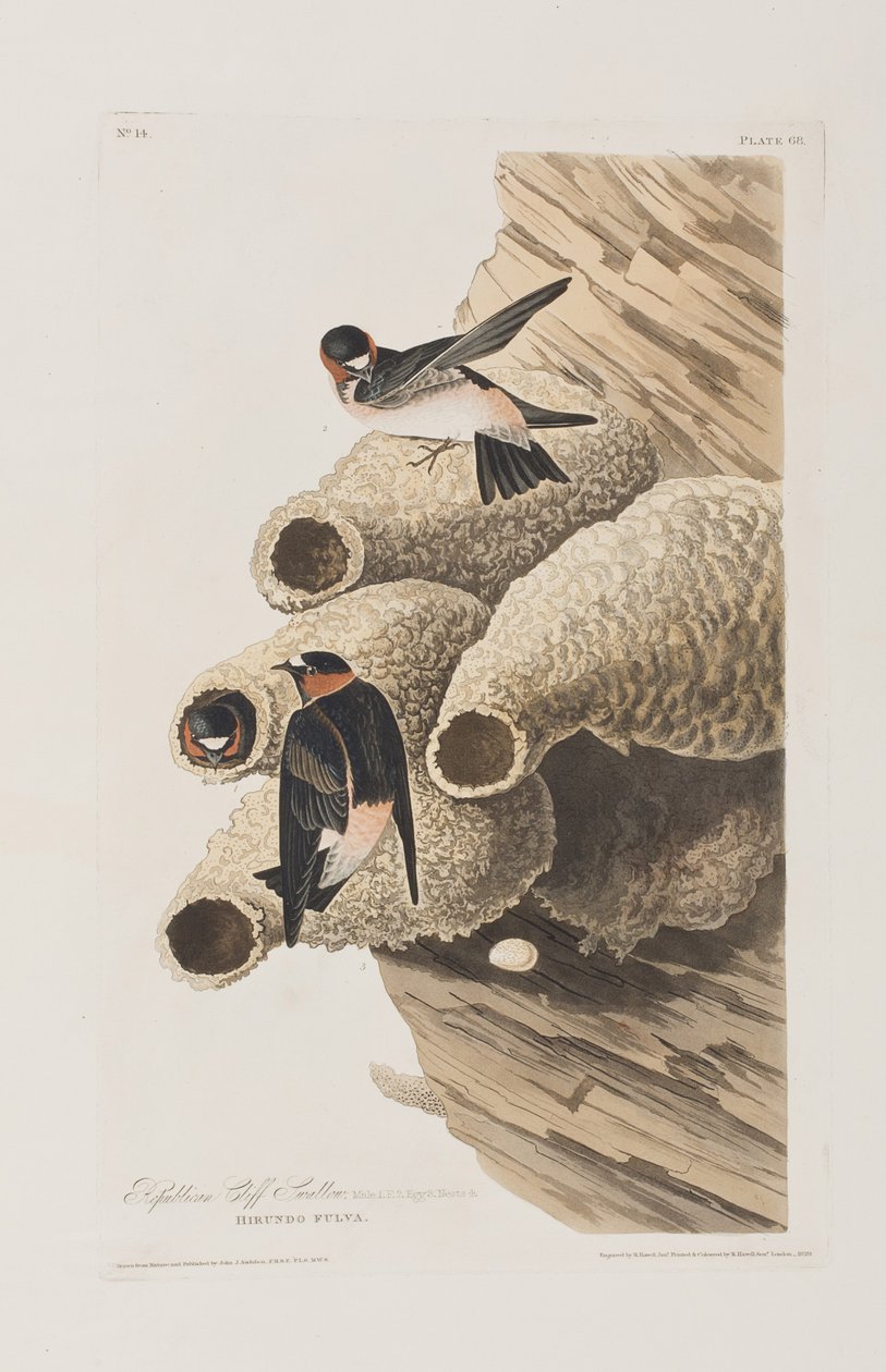 Illustrasjon fra 'Birds of America' av John James Audubon