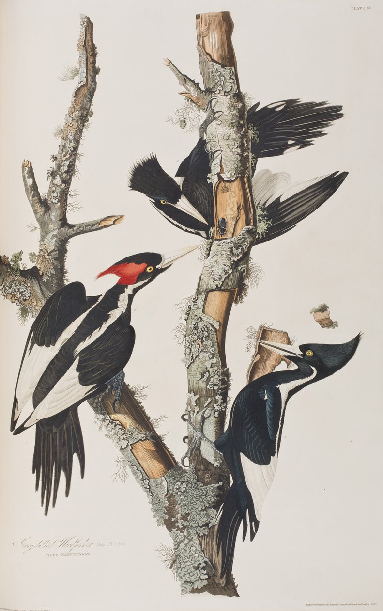 Illustrasjon fra 'Birds of America' av John James Audubon