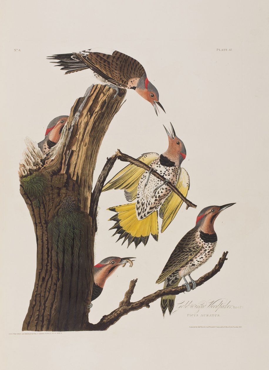 Illustrasjon fra 'Birds of America' av John James Audubon
