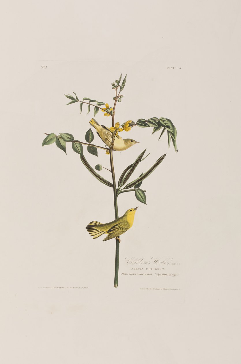 Illustrasjon fra 'Birds of America' av John James Audubon