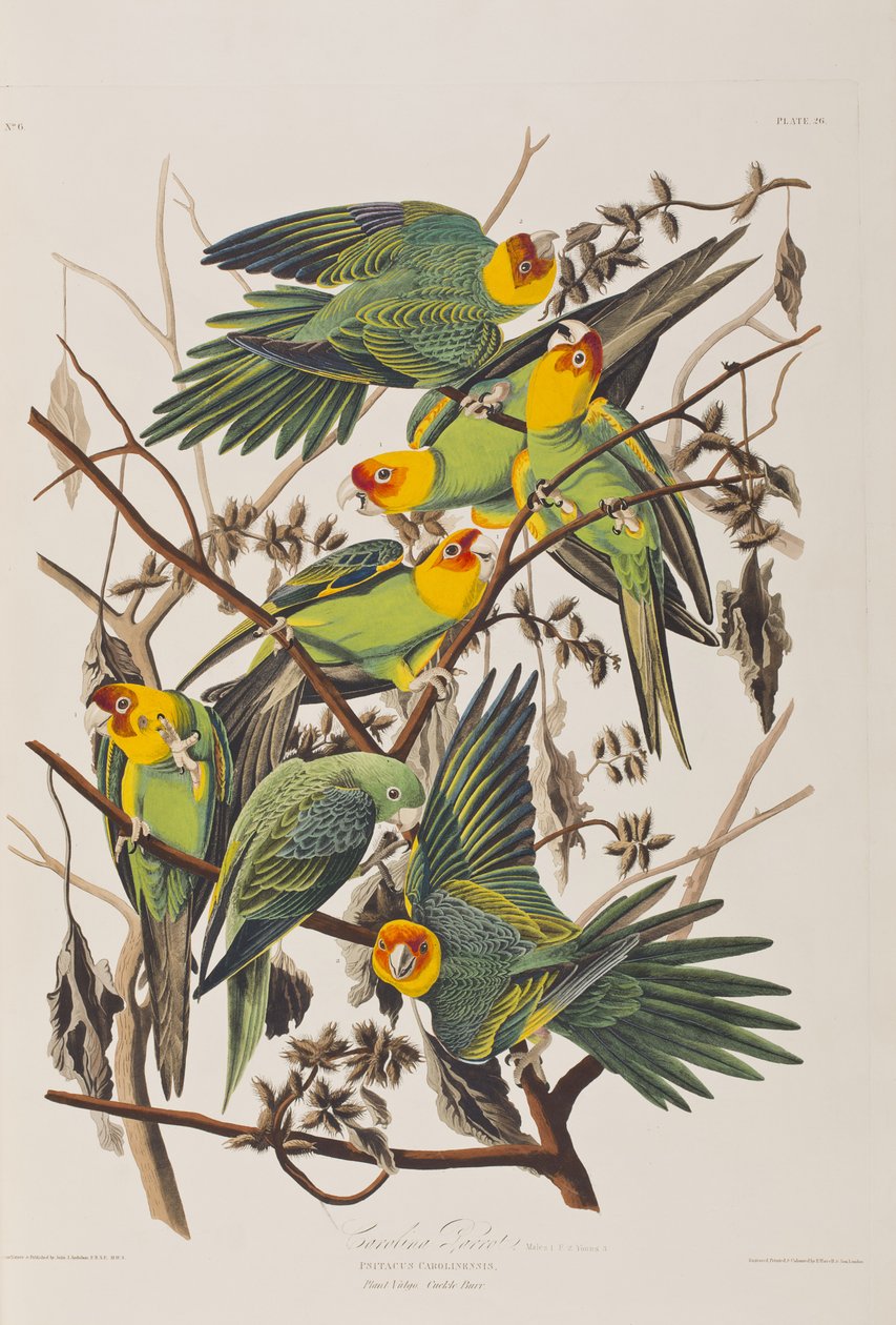 Illustrasjon fra 'Birds of America' av John James Audubon