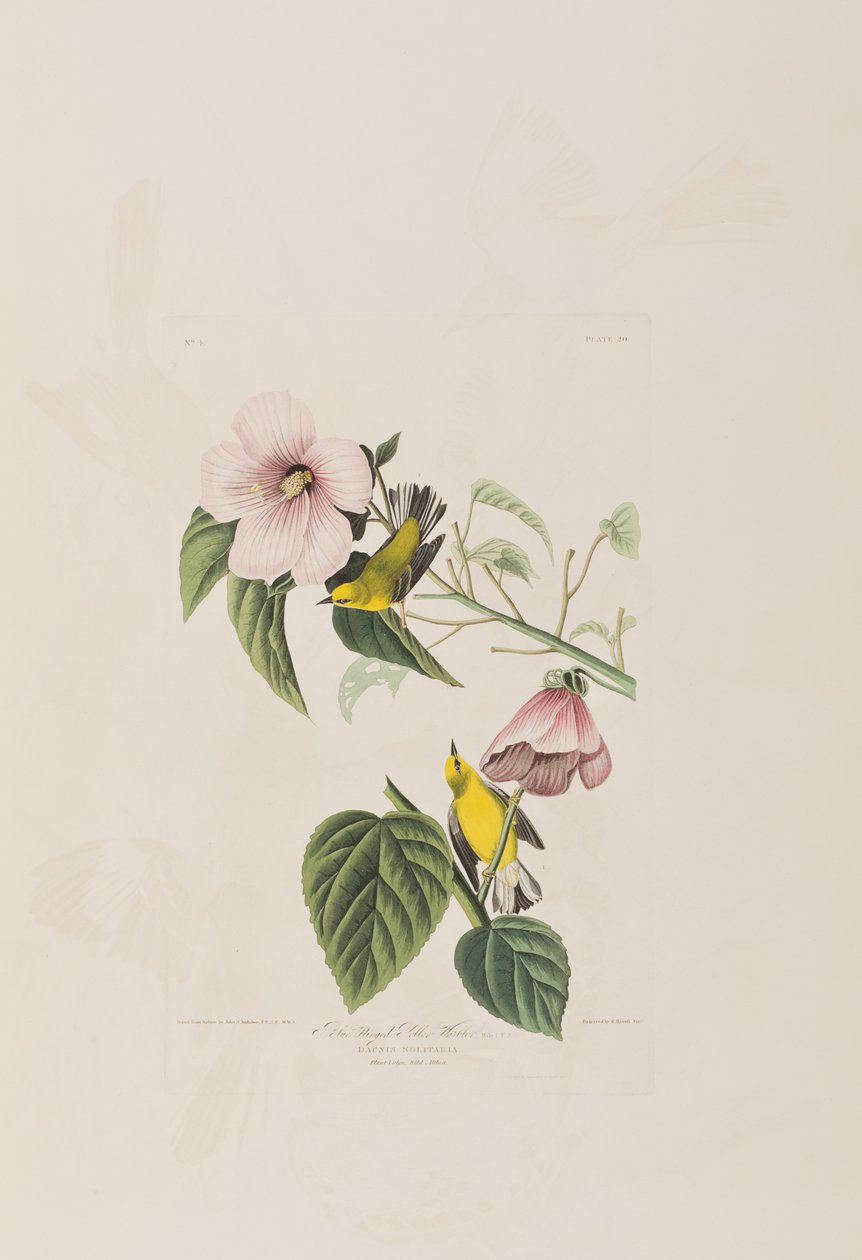 Illustrasjon fra 'Birds of America' av John James Audubon