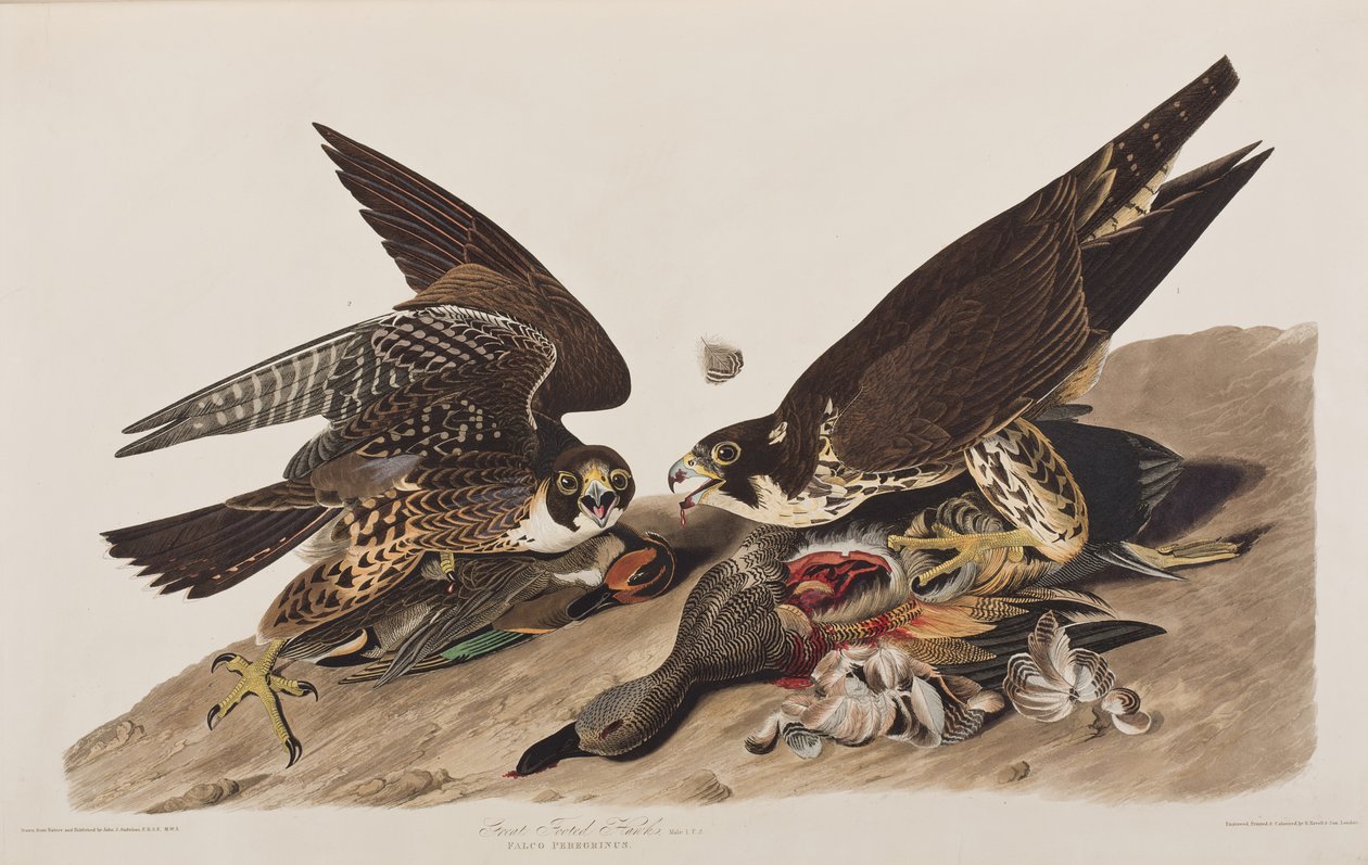 Illustrasjon fra 'Birds of America' av John James Audubon