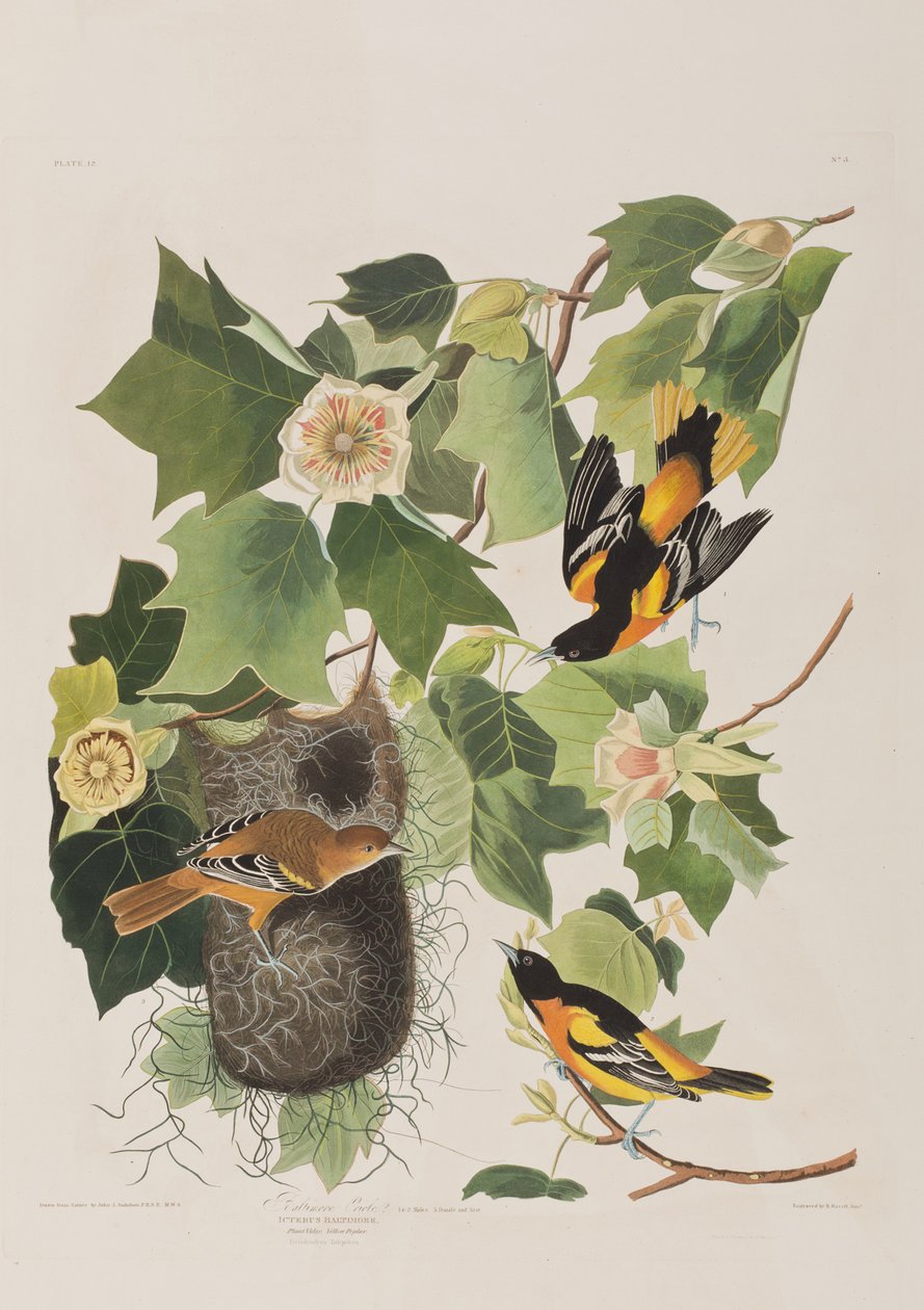 Illustrasjon fra 'Birds of America' av John James Audubon