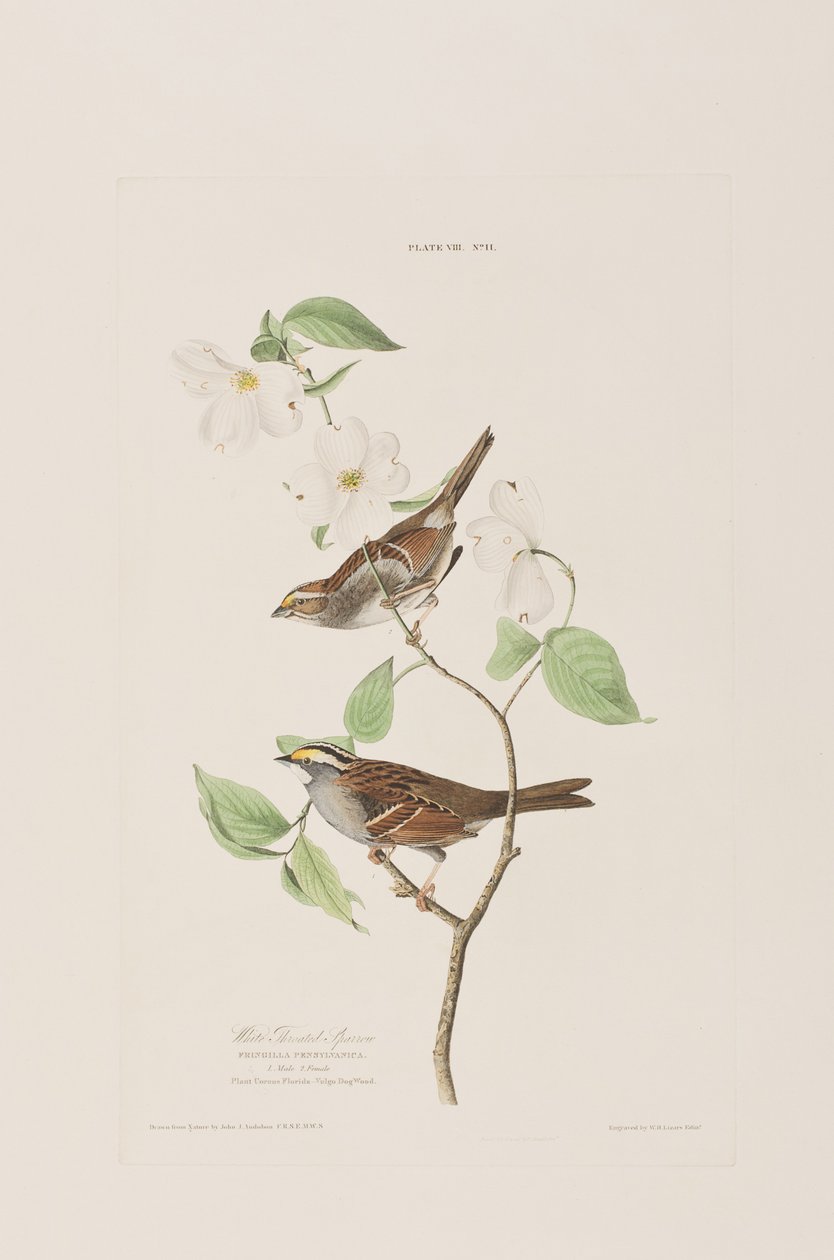 Illustrasjon fra 'Birds of America' av John James Audubon