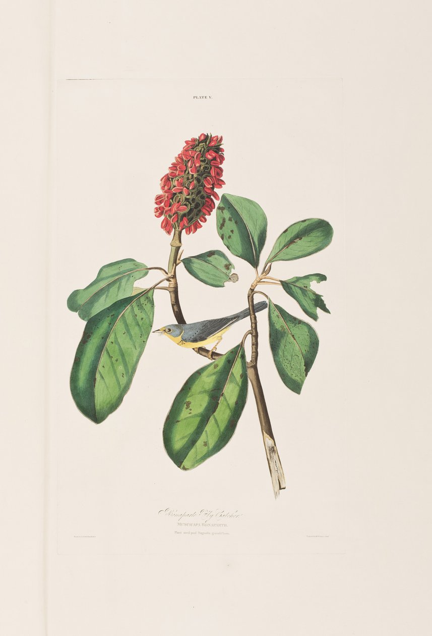 Illustrasjon fra 'Birds of America' av John James Audubon