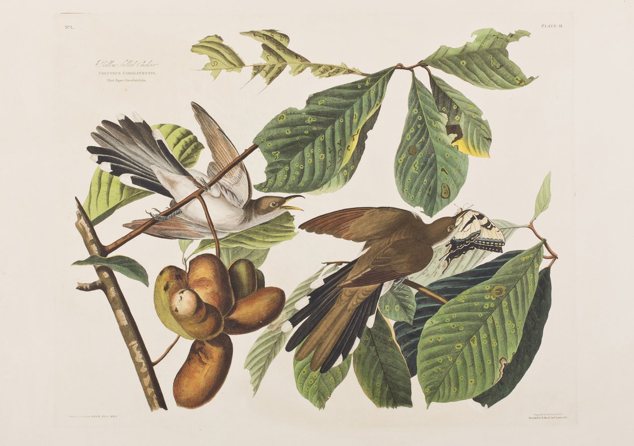 Illustrasjon fra 'Birds of America' av John James Audubon