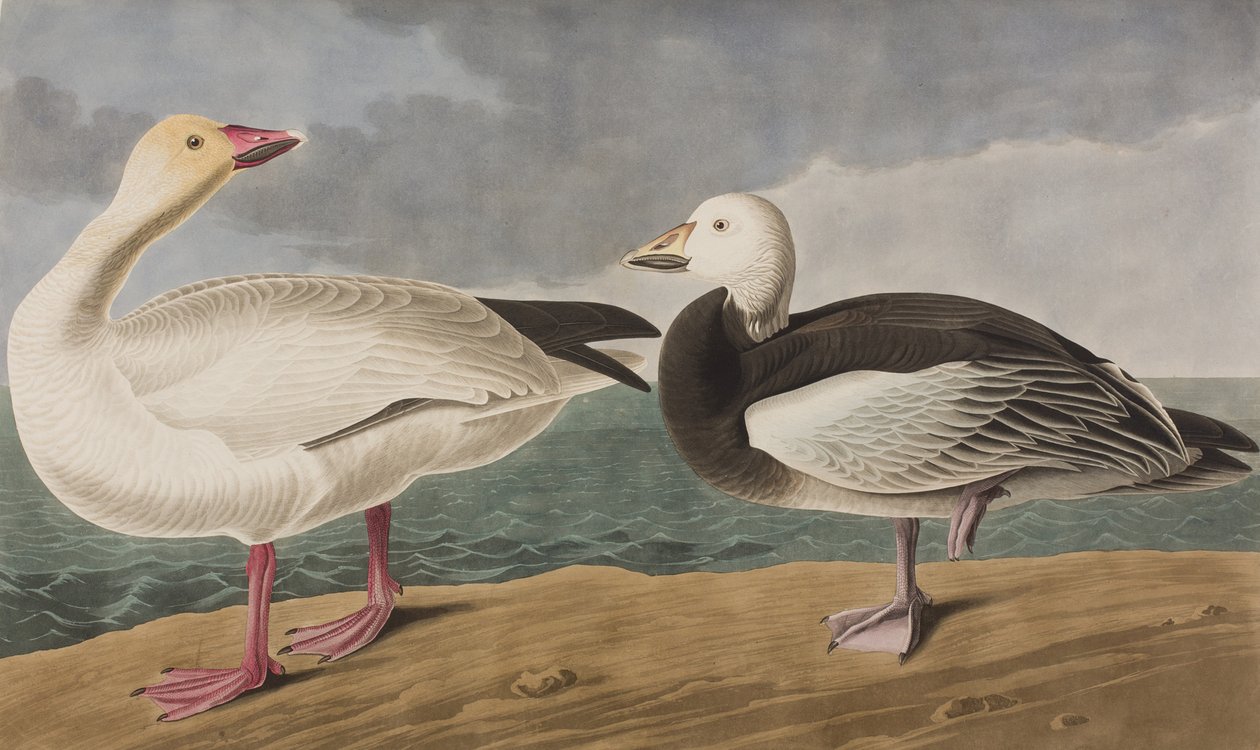 Illustrasjon fra 'Birds of America' av John James Audubon