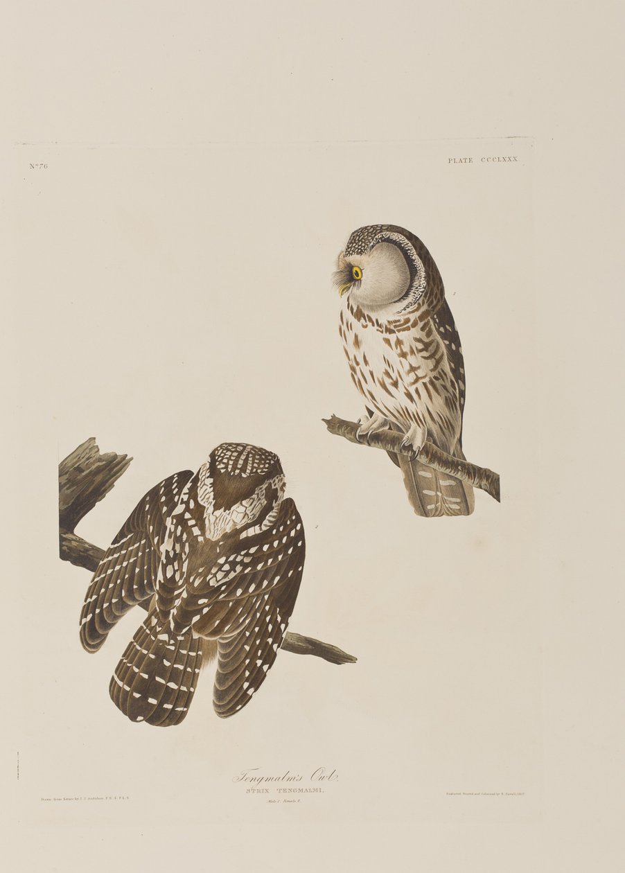 Illustrasjon fra 'Birds of America' av John James Audubon