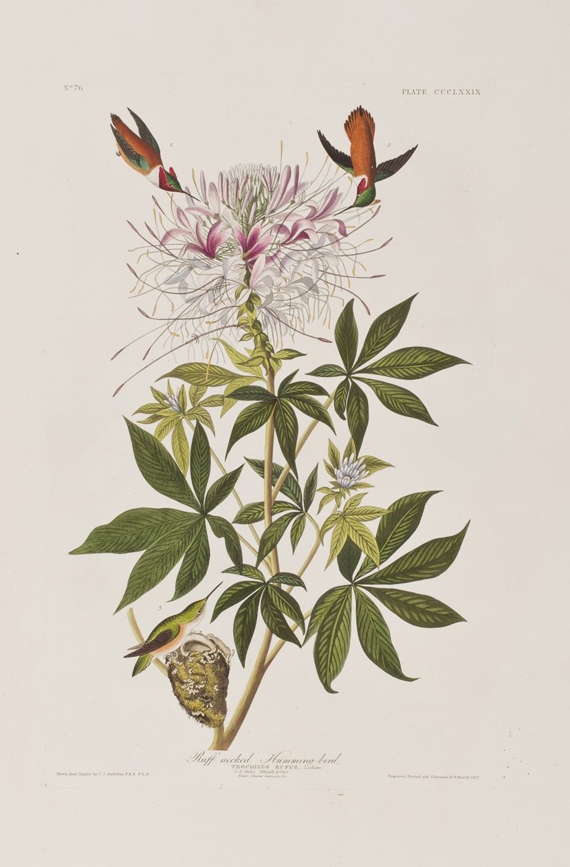 Illustrasjon fra 'Birds of America' av John James Audubon