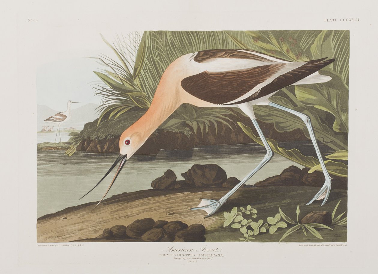 Illustrasjon fra 'Birds of America' av John James Audubon