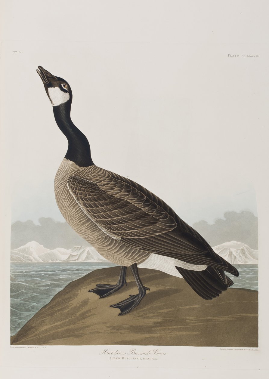 Illustrasjon fra 'Birds of America' av John James Audubon