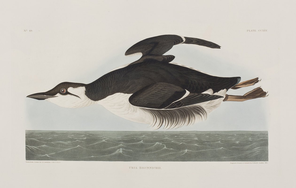 Illustrasjon fra 'Birds of America' av John James Audubon
