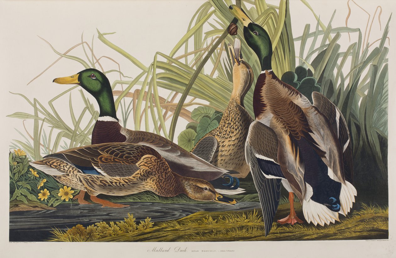 Illustrasjon fra 'Birds of America' av John James Audubon