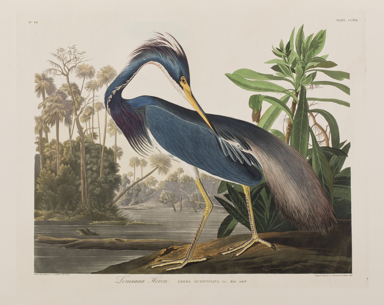 Illustrasjon fra 'Birds of America' av John James Audubon