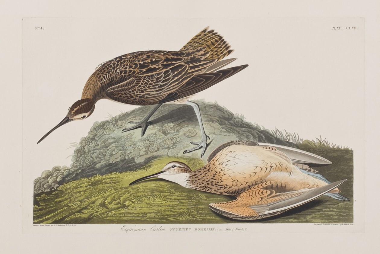 Illustrasjon fra 'Birds of America' av John James Audubon