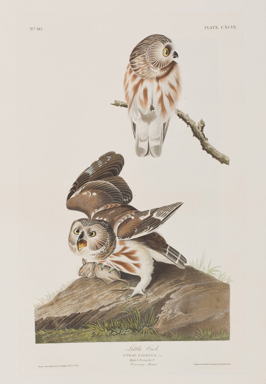 Illustrasjon fra 'Birds of America' av John James Audubon