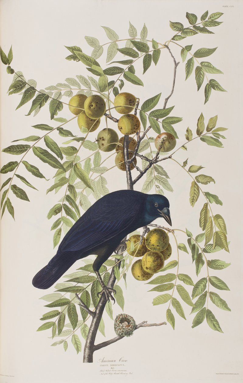 Illustrasjon fra 'Birds of America' av John James Audubon